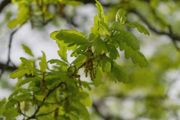 young green oak leaves on a spring day