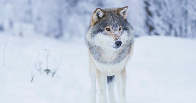 Beautiful wolf in cold winter landscape