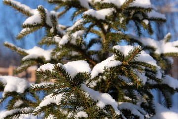 Christmas trees in the snow blue sky