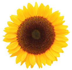 Wonderful Sunflower (Helianthus annuus, Asteraceae) isolated on white background, inclusive clipping path. Germany
