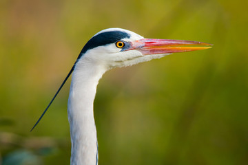 In profile portrait of a grey heron.