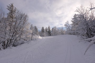 Skiing trace in winter forest
