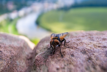 Große Fliege auf Stein vor Landschaft mit Fluss