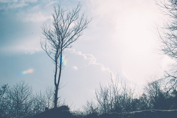 Little black tree towards blue sky and yellow winter sunlight. White clouds. Forest.