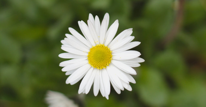 Daisy Flower