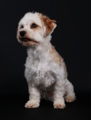 kleines havaneser portrait im studio