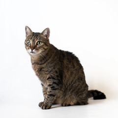 Obraz premium adorable cat on white background