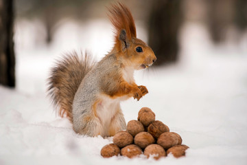 The squirrel stands on the snow in front of a pile of nuts © Tatiana