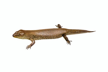 Egernia kingii, King's skink, isolated on white background. It is found in the coastal regions of south-western Australia, Rottnest Island and Penguin Island. This reptile also eats bird's eggs.