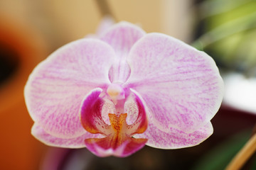 Blühende Orchidee am Fensterbrett fotografiert
