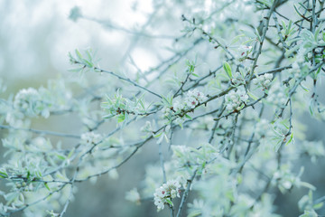 blühender Baum im Frühling