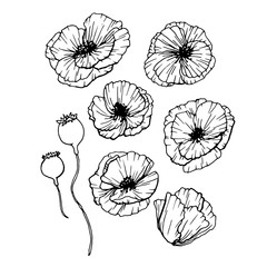 Poppies Flowers Hand Drawn Set. Line Art Contour Drawing Style. Isolated Vector Poppy Bud Illustration for Greeting Cards Design
