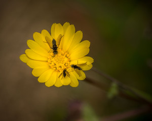 yellow flower with flies in spring, close up