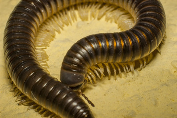 Macro photo of a shy centipede