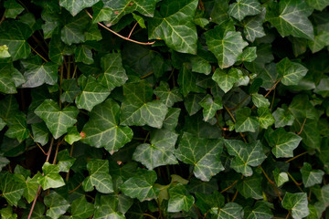 A wall of common ivy.