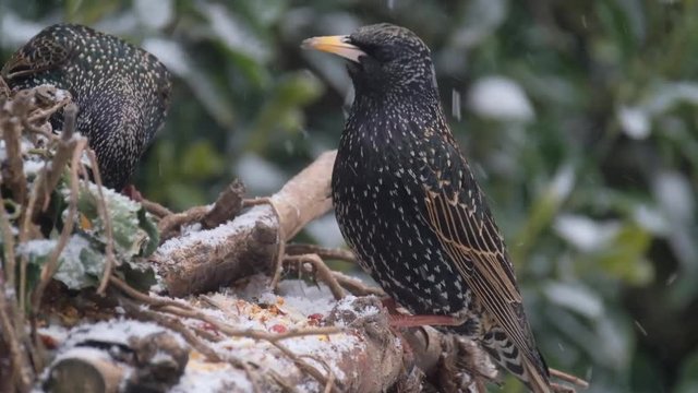 Starling feeding in cold snowy weather in urban garden.