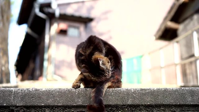 毛繕いをする野良猫