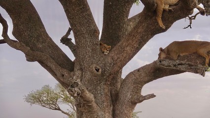 Lion, Serengeti, Tanzania, Africa