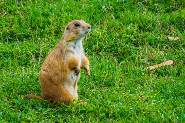 The black-tailed prairie dog is a rodent of the family Sciuridae found in the Great Plains of North America from about the United States-Canada border to the United States-Mexico border