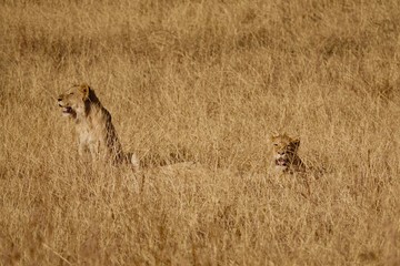 Lion, Serengeti, Tanzania, Africa