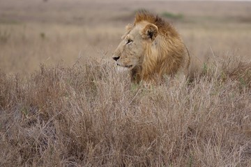 Lion, Serengeti, Tanzania, Africa