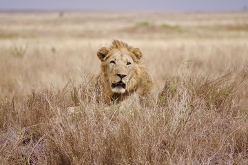 Lion, Serengeti, Tanzania, Africa