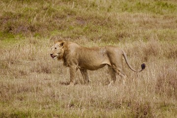 Lion, Serengeti, Tanzania, Africa