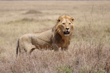 Lion, Serengeti, Tanzania, Africa