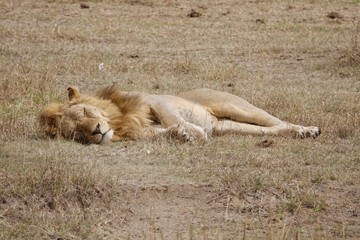 Lion, Serengeti, Tanzania, Africa