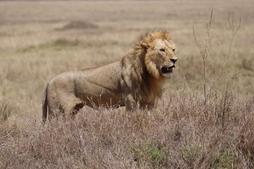Lion, Serengeti, Tanzania, Africa