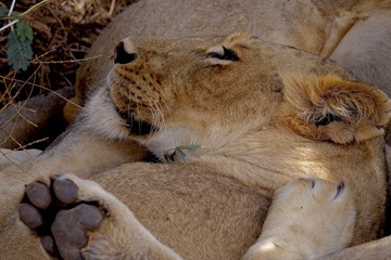 Lion, Serengeti, Tanzania, Africa