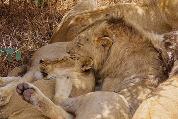Lion, Serengeti, Tanzania, Africa