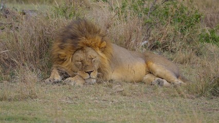 Lion, Serengeti, Tanzania, Africa