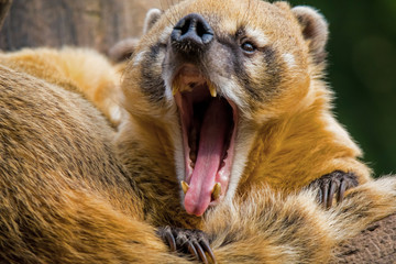Yawning south american coati