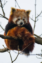 Red panda up in a tree.