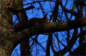 Eichhörnchen