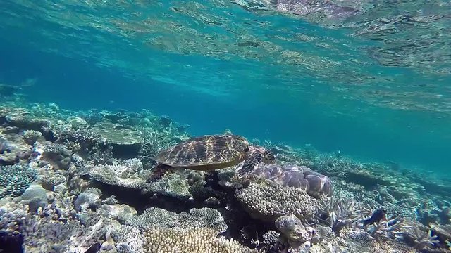 Maldives hawksbill sea turtle swims foraging in the coral reef