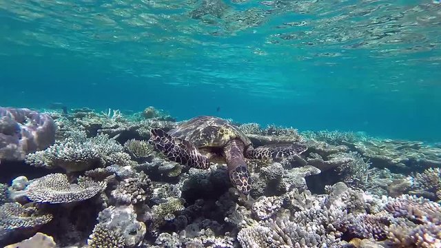 Maldives hawksbill sea turtle swims foraging in the coral reef