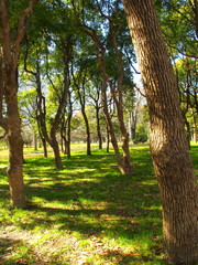 早春の水元公園の林風景
