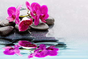Pink orchid flowers reflected in the water.