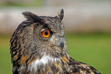UHU - Nachtraubvogel