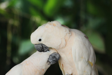 couple lover white parrot, cockatoo bird in valentine day.