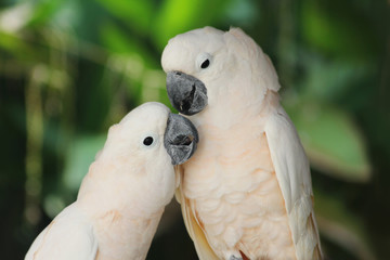 couple lover white parrot, cockatoo bird in valentine day.