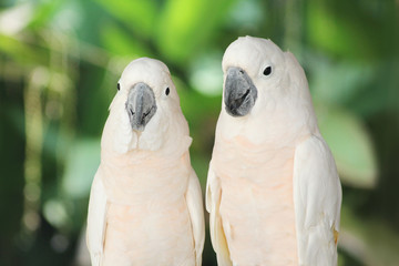 couple lover white parrot, cockatoo bird in valentine day.