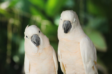 couple lover white parrot, cockatoo bird in valentine day.