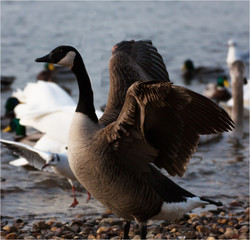 Obraz premium Kanadagans