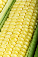 Fresh corn, corn on the cob, close-up, background, top view