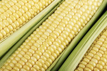 Fresh corn, corn on the cob, close-up, background, top view