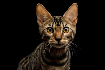 Portrait of Bengal Kitten in front view on Isolated Black Background