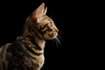 Closeup Portrait of Bengal Kitten in Profile view on Isolated Black Background